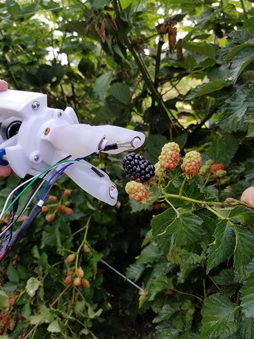 Robot berry picking