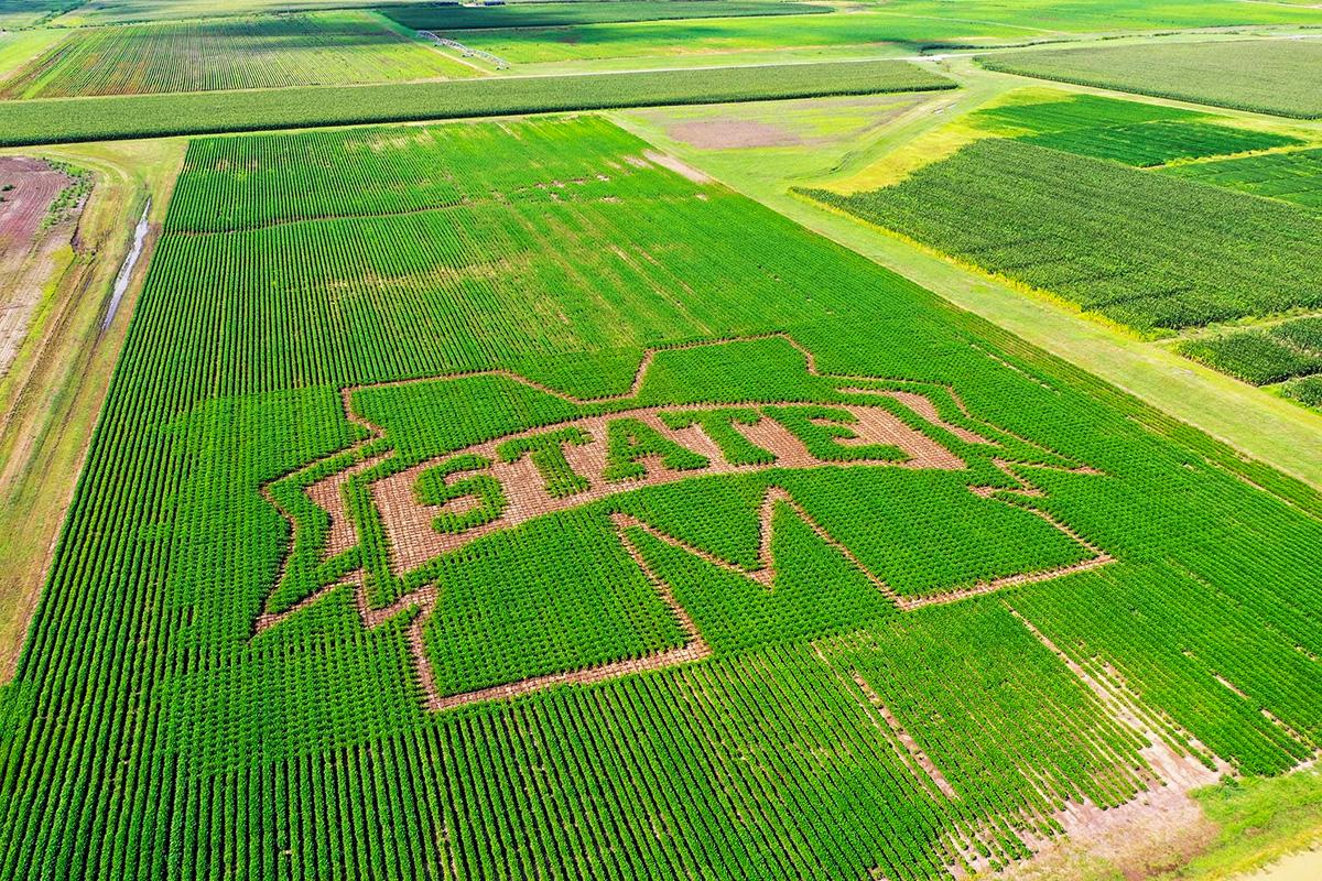 MSU Spirit Mark in a Field